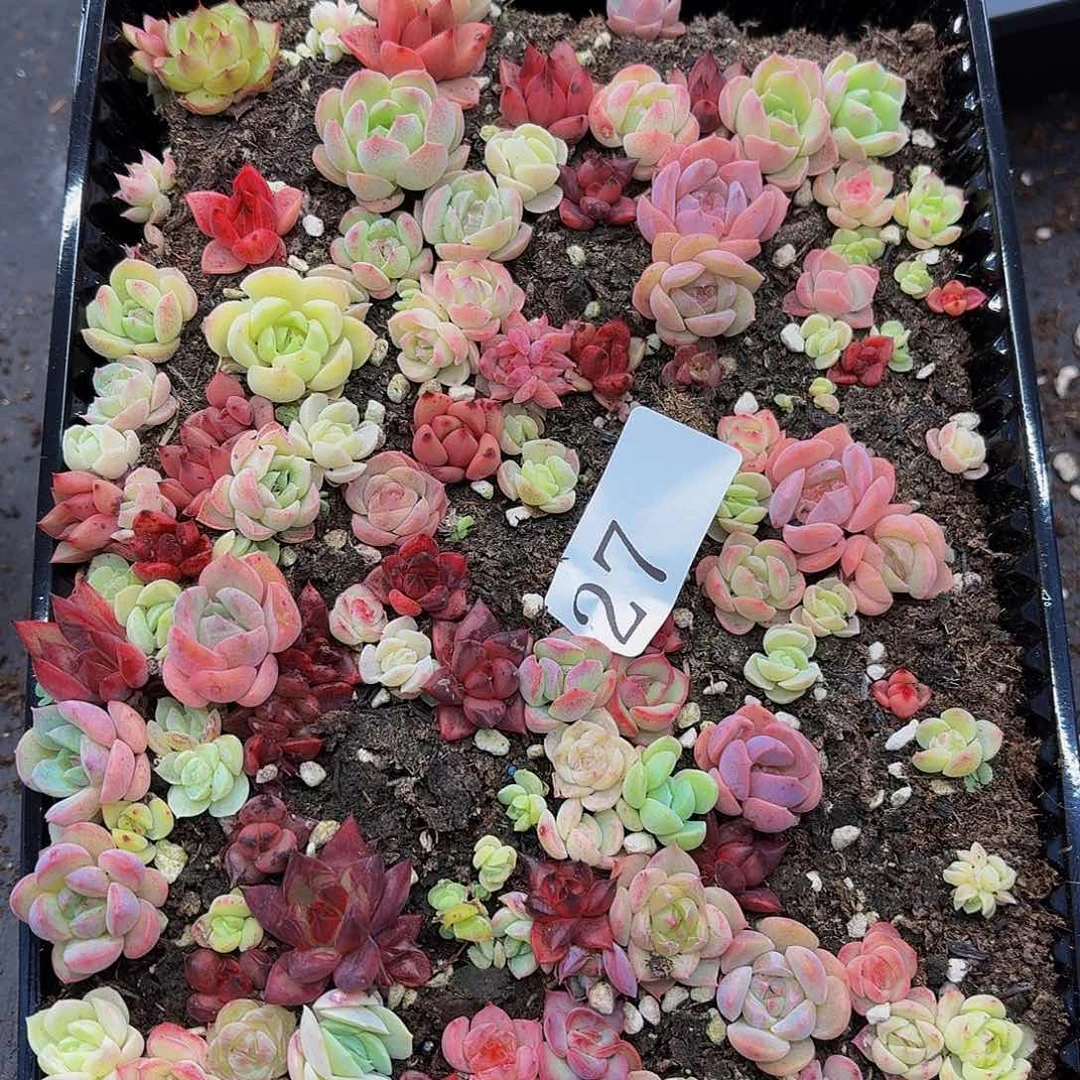 多肉植物多肉植物27