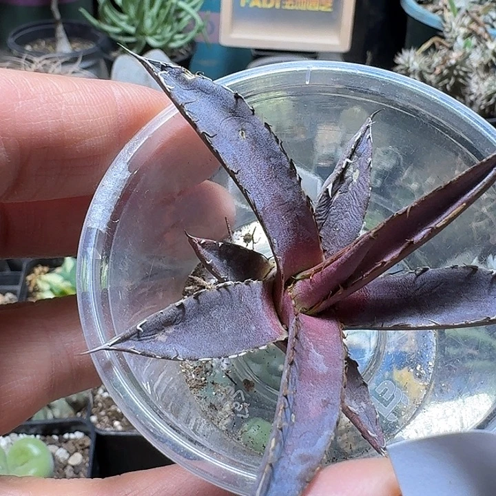 L***309霍利达脱土发货实生