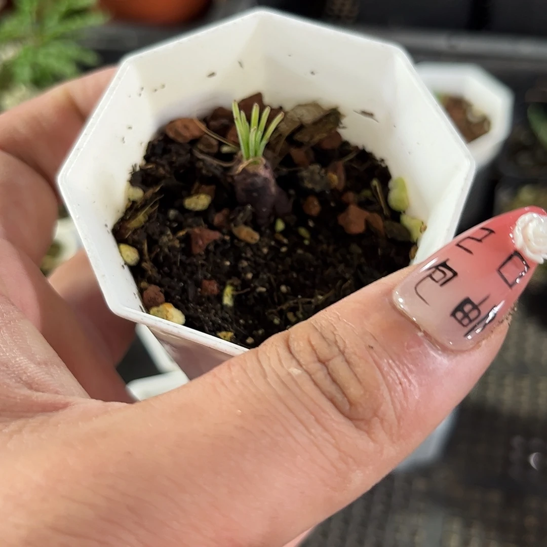 方便面弹簧草单头发货