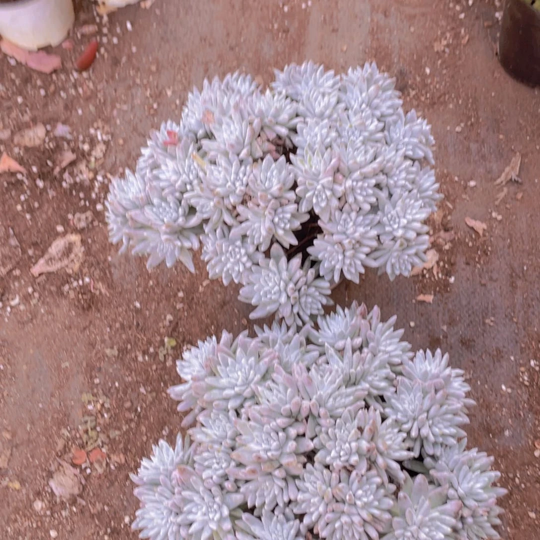 多头白菊。多肉植物