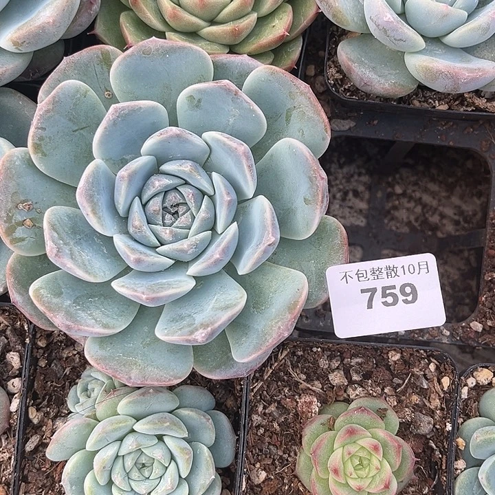 阿雅园艺。       759