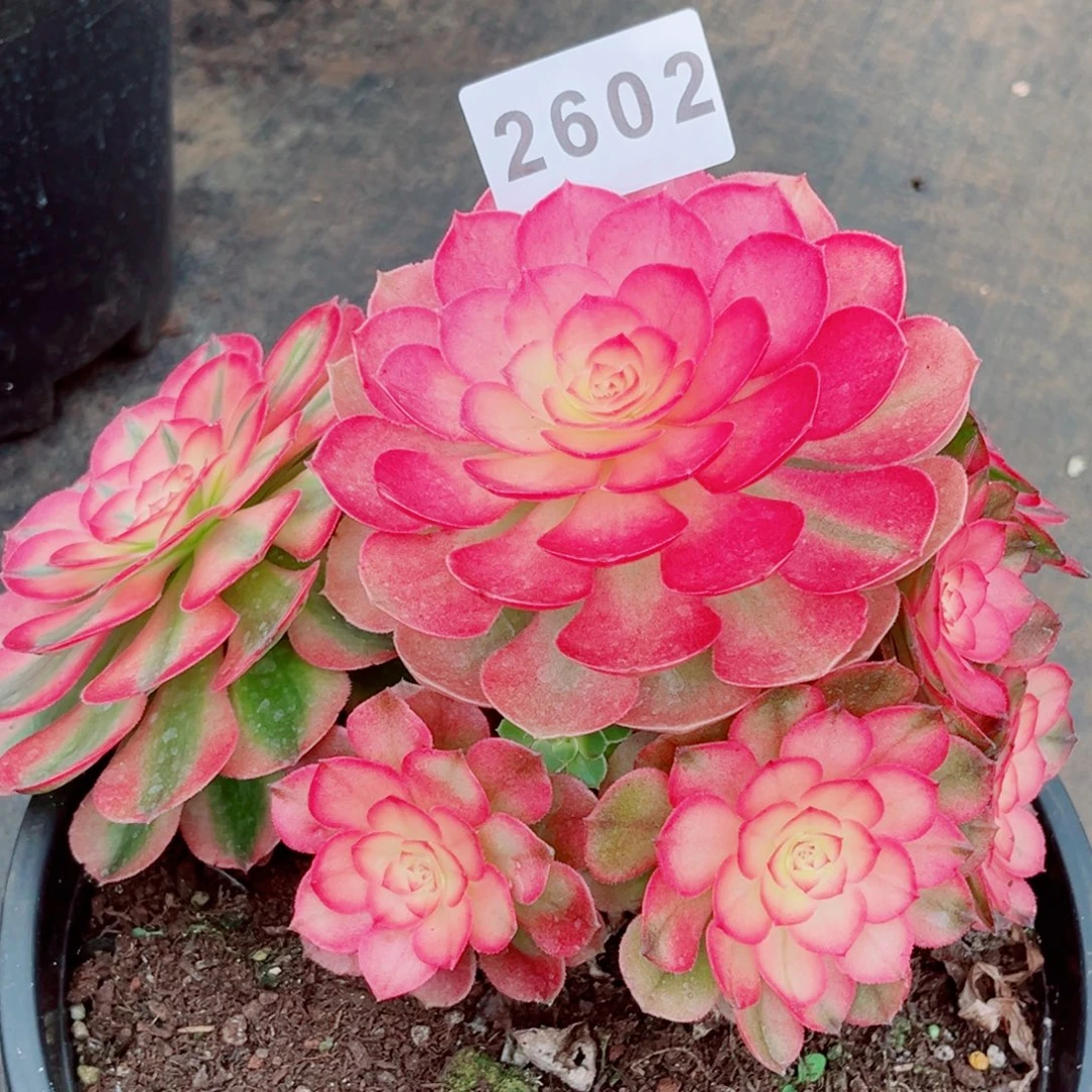 荔枝老桩特价特价