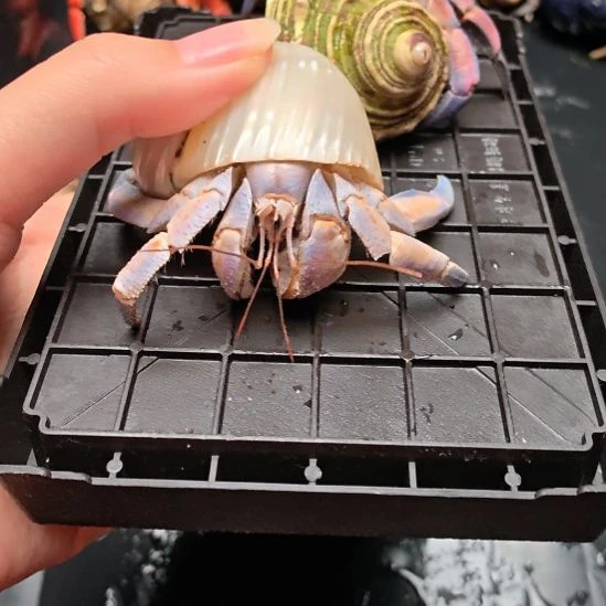 绝绝子紫陆不退不换