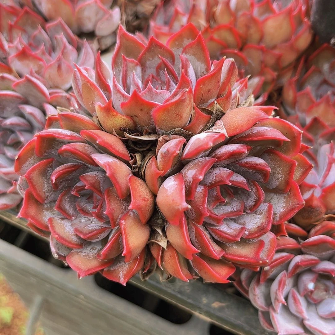 紫玫瑰9998898788888粒88998