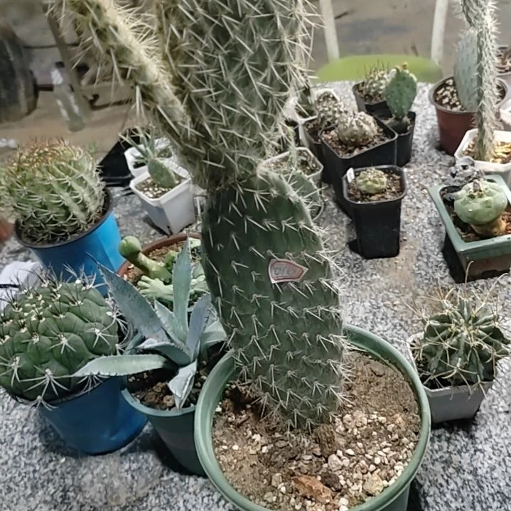 灰***月潮流植物银世界仙人掌72610