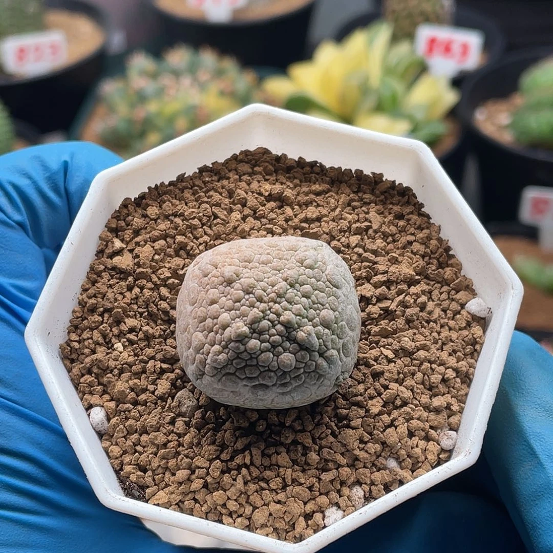 实生大尤十字方凝蹄玉仙人球