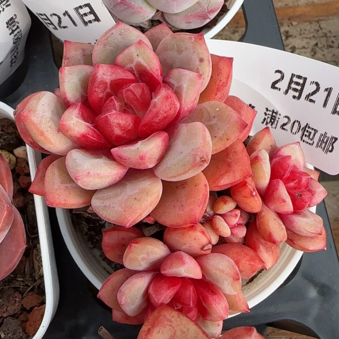 花语逸境0221-25