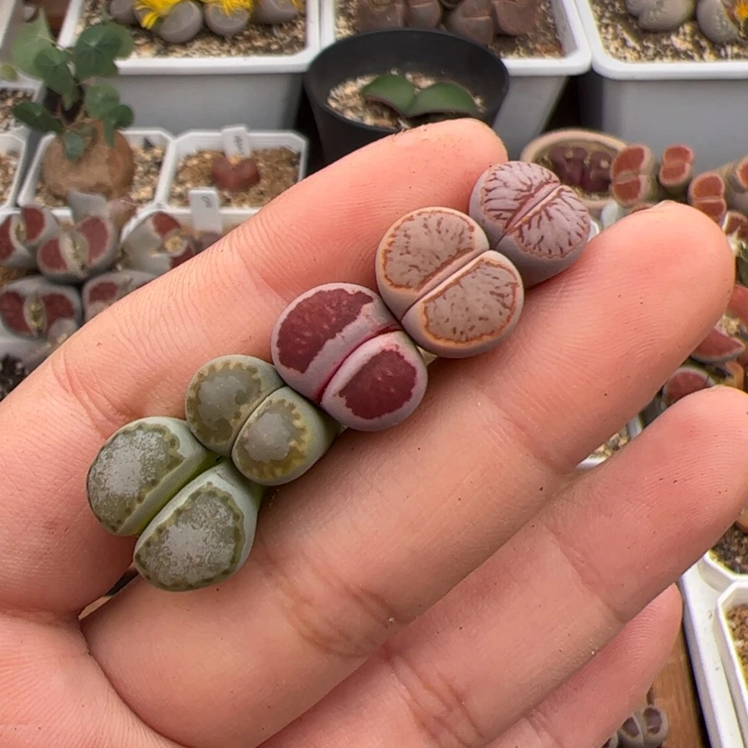 叉***ᐉ0556号5颗 多肉植物