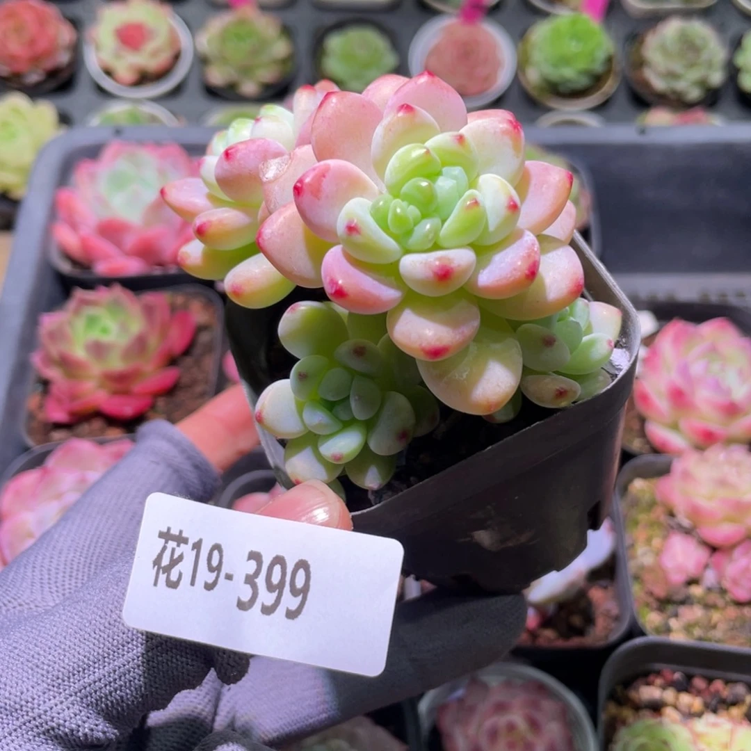 花利美19-399罗琦