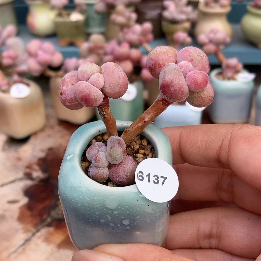 6137糖果腰子蛋带盆土