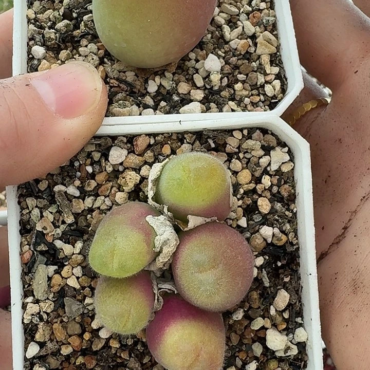 网*老马生石花毛翠滴1641