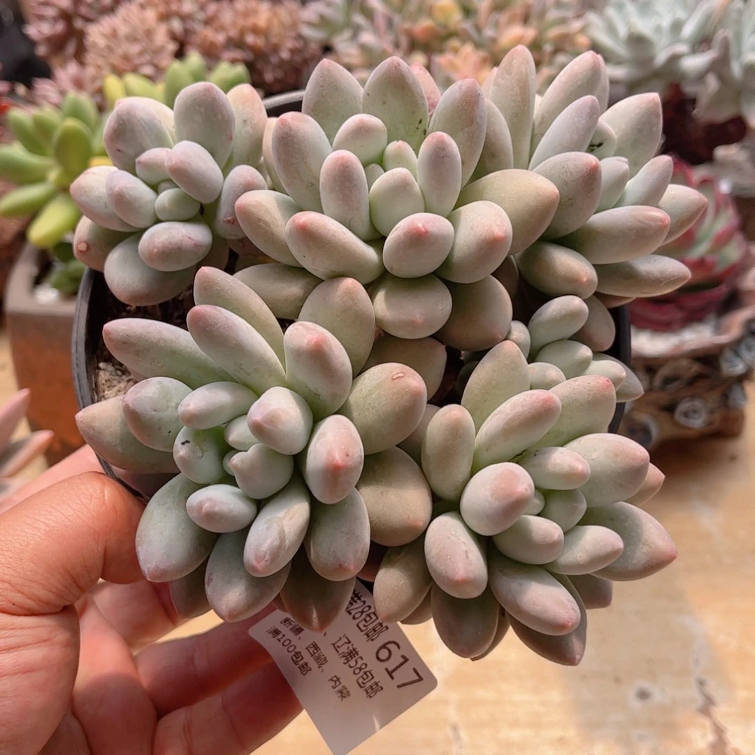 617萝莉奶酪德华多肉