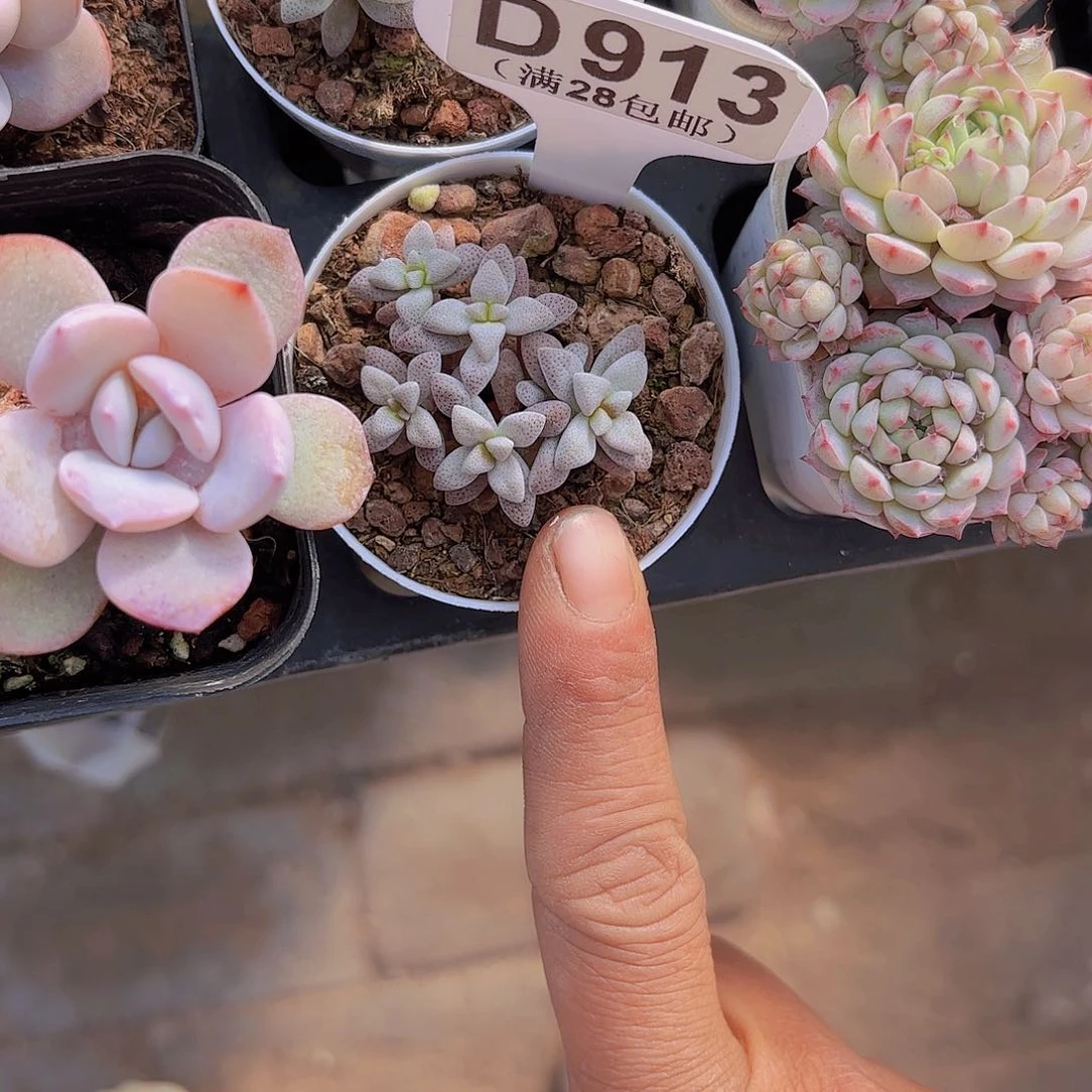 D913白鹿一物一拍