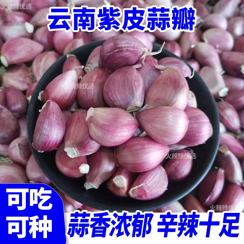 【可吃可种】云南老品种紫皮大蒜干蒜瓣2025年新晒干多瓣蒜蒜香浓郁