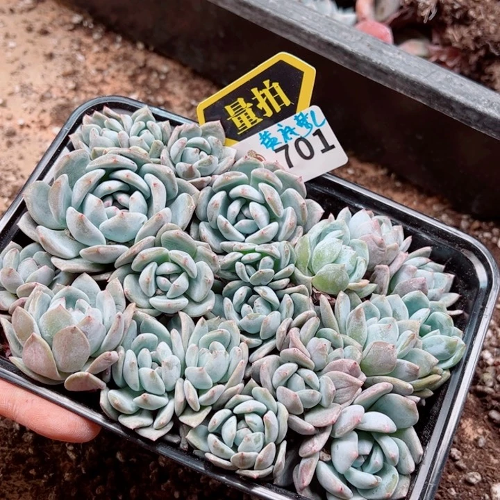 多肉植物多肉植物