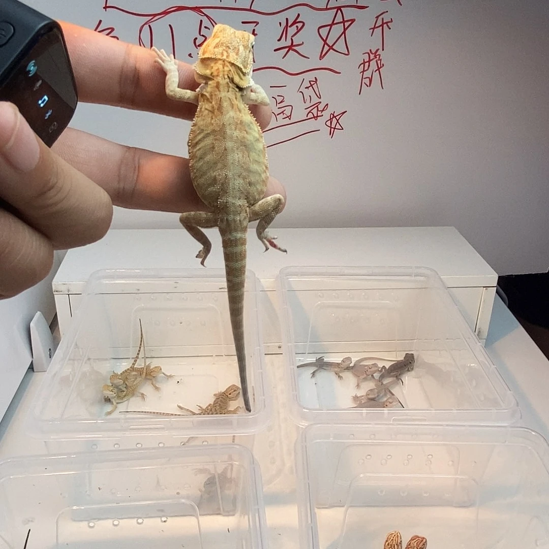 鬃狮蜥福利款11111