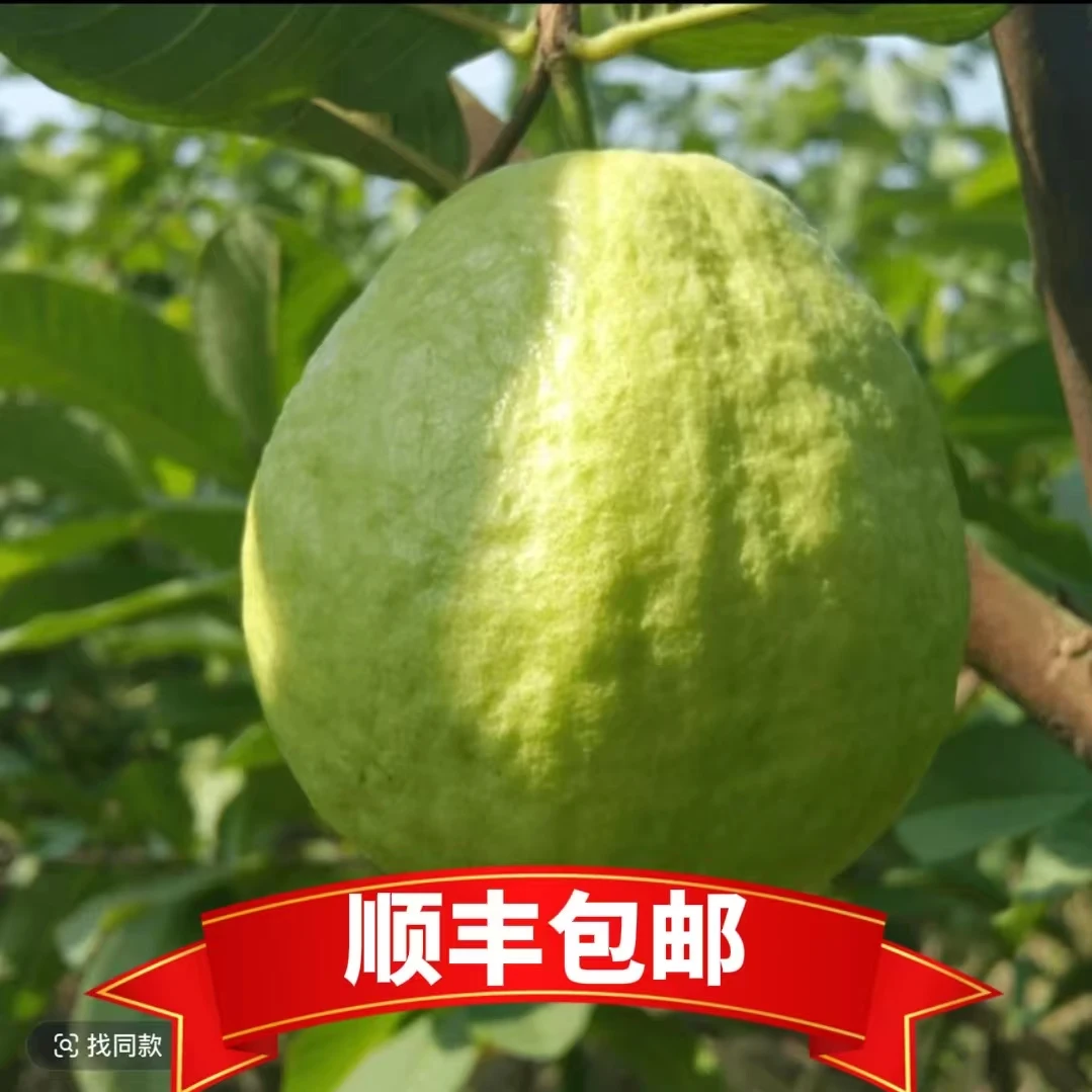 顺丰（新疆包邮）白心芭乐软糯香甜