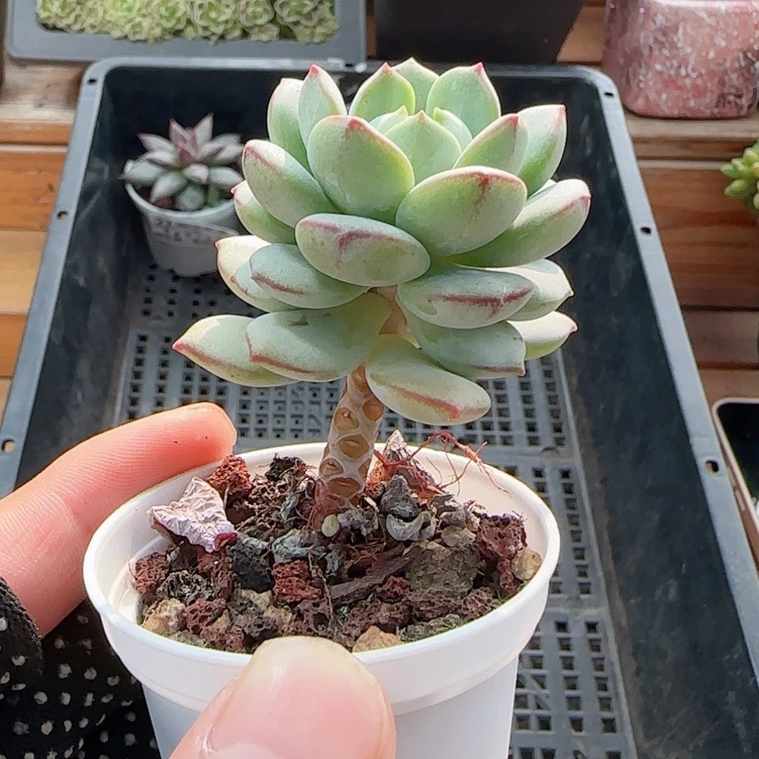 多肉0908-29香草小老桩