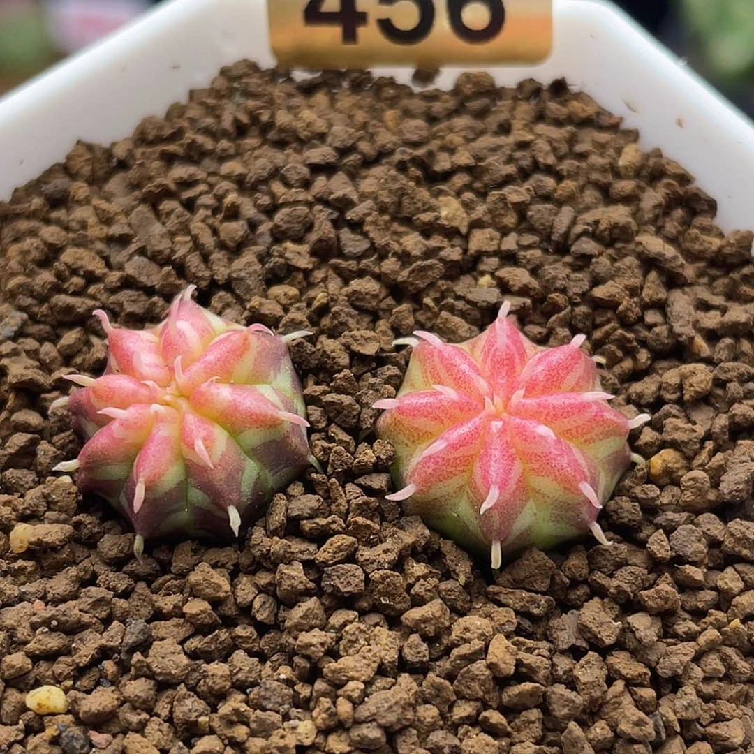 实生两颗坤坤法丽达仙人球