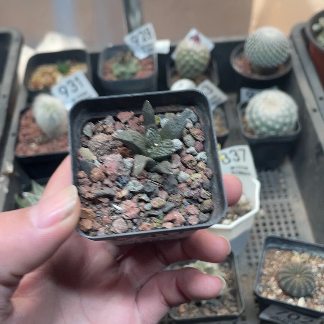 940牡丹杂（满18包邮）