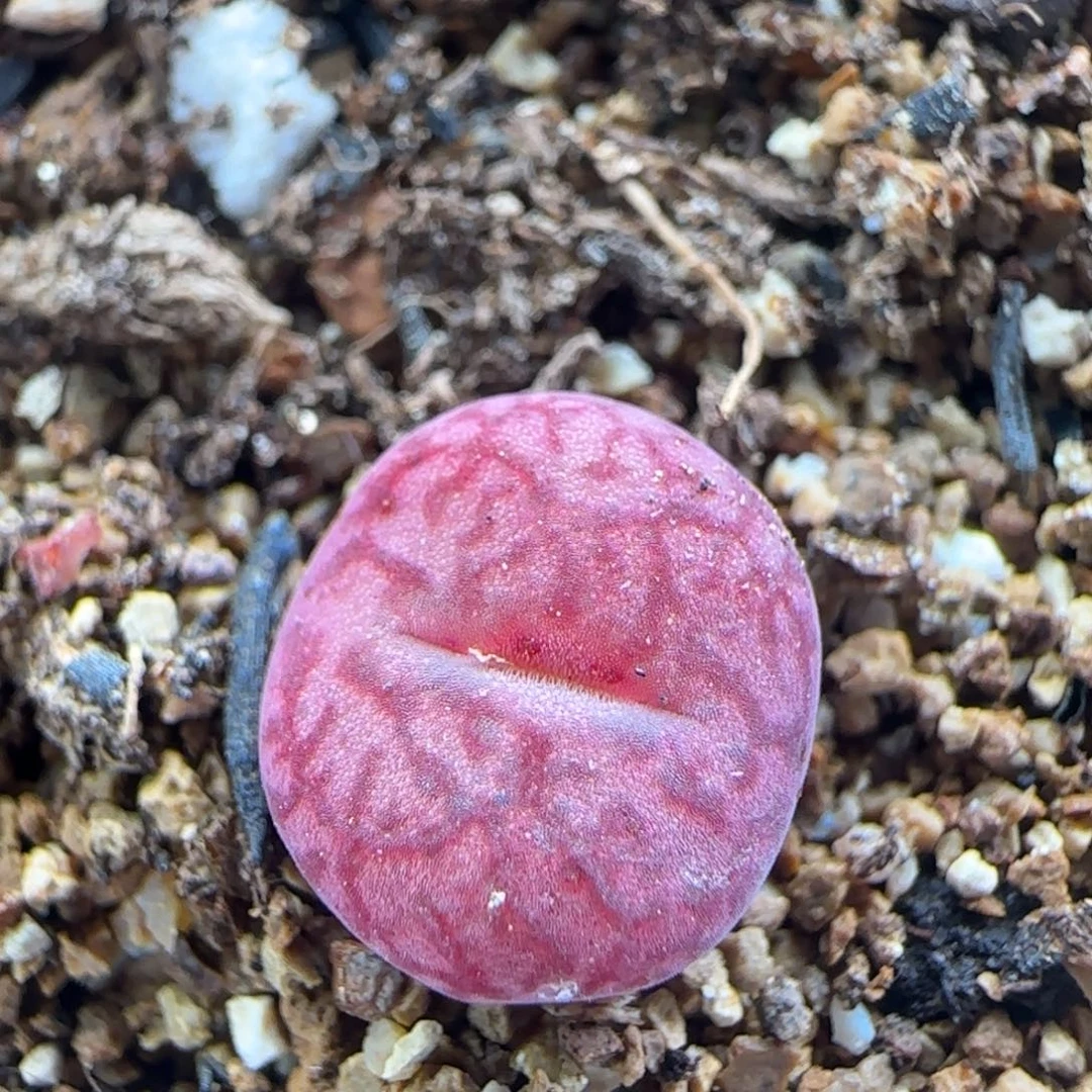 2.13.81/墨杂吕毛/