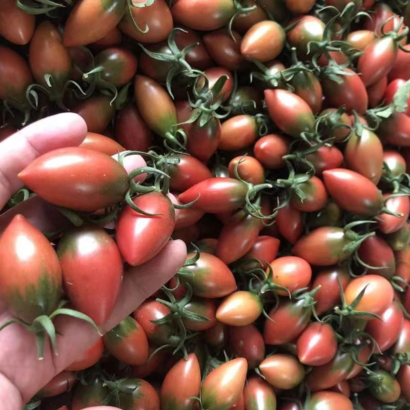 产地直发紫弹头小番茄圣女果新鲜西红柿酸甜多汁孕妇水果