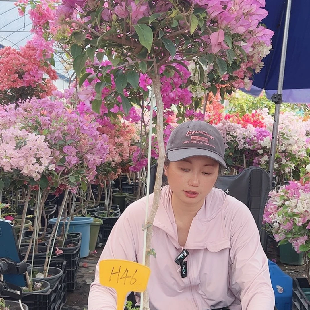 太****大部分花苞少量开放H46巴西紫