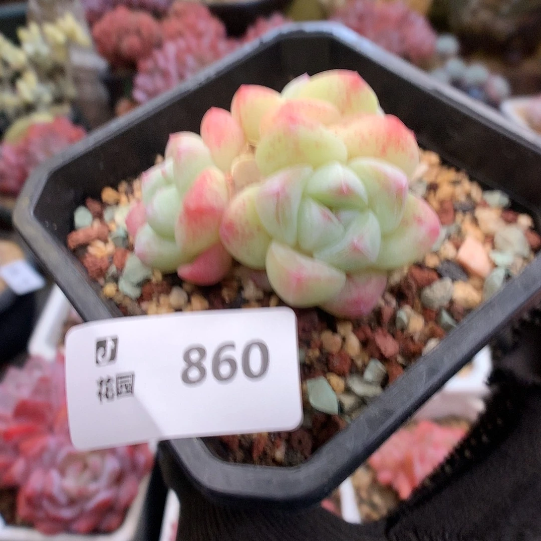 860冰玉多肉植物6666