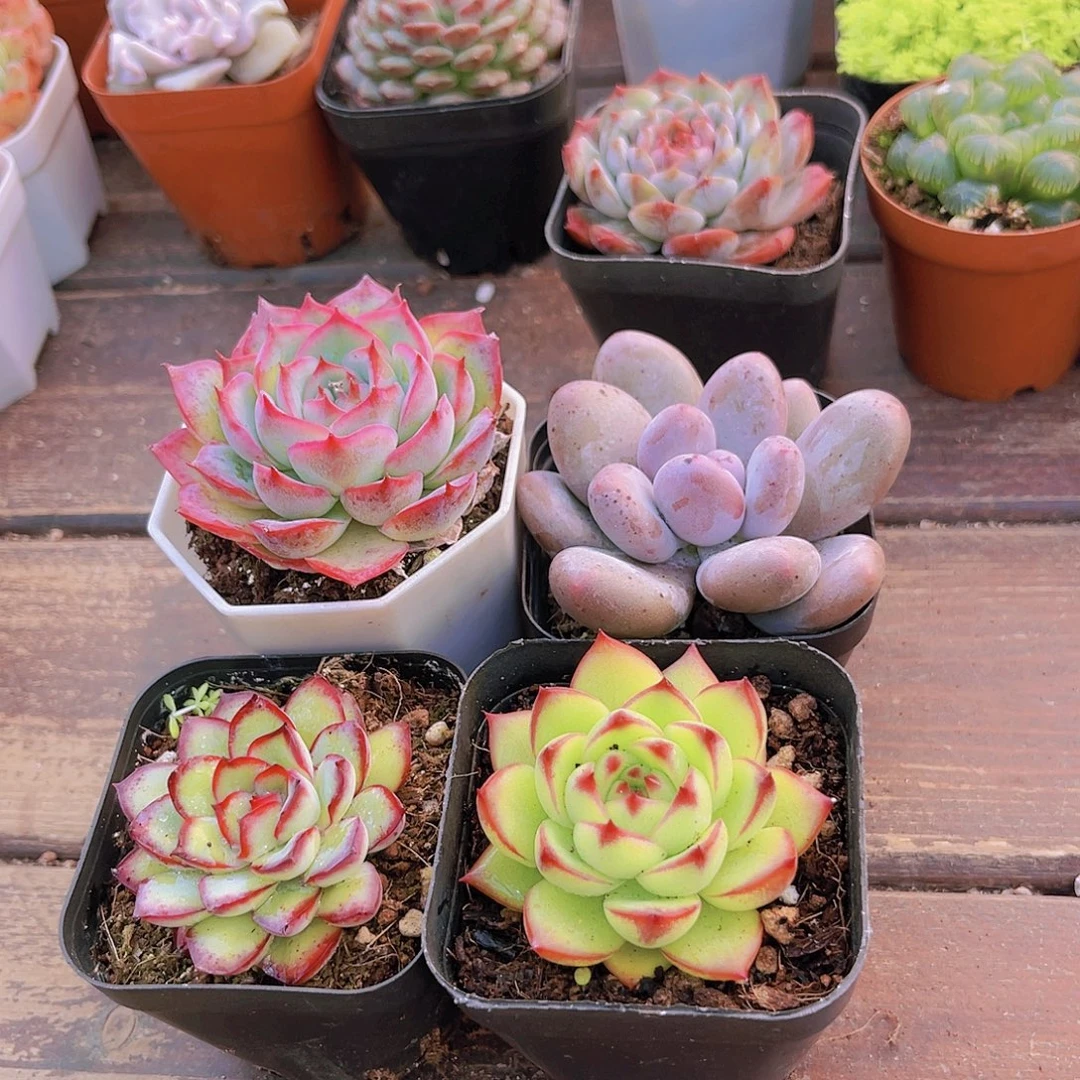 侧影➕桃美人➕肉酱玫瑰➕月亮石