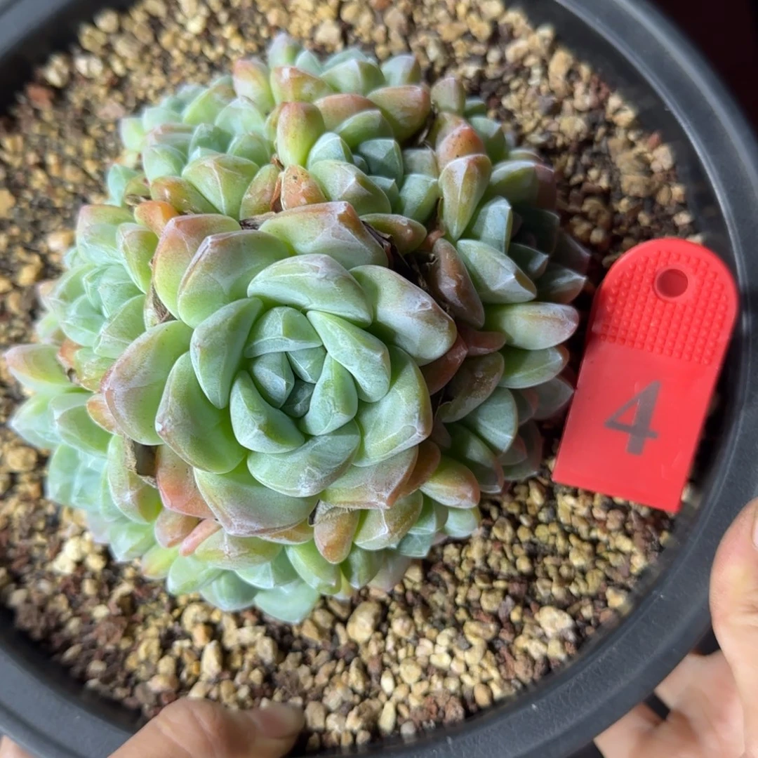 艺***✧冰玉多头一物一拍4