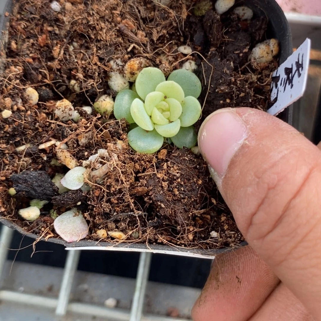 标签743无尽灯一个多肉