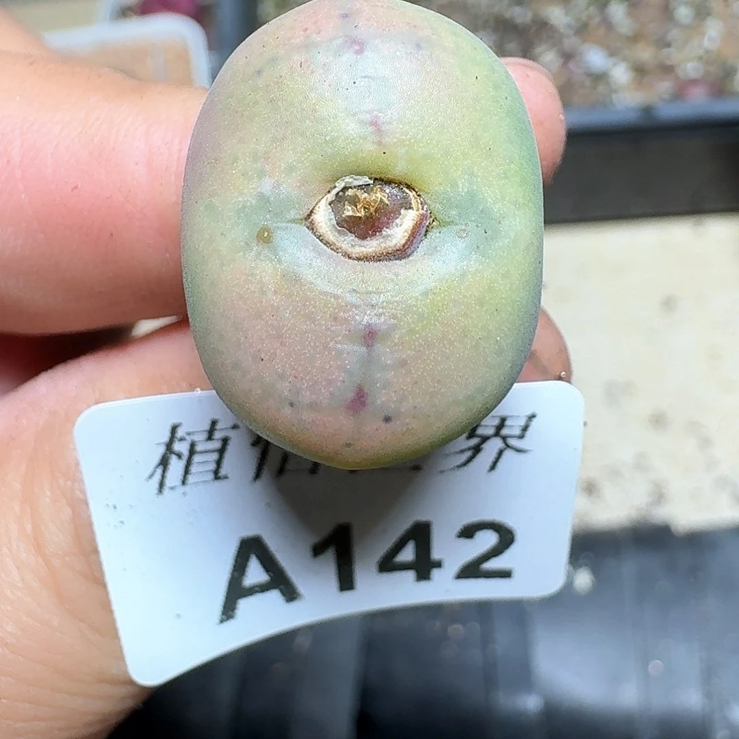 -42盒多肉植物哇f g g