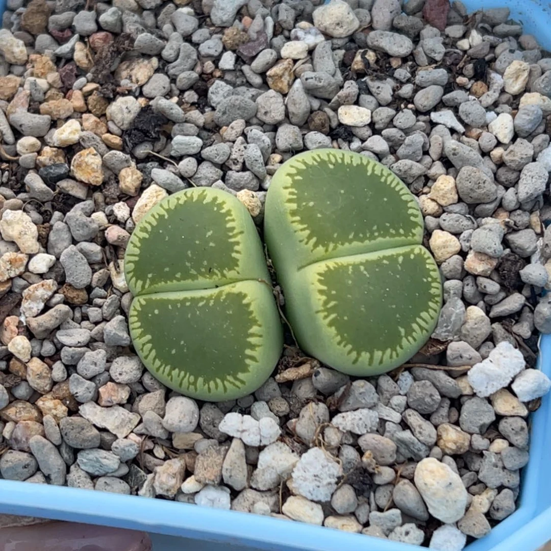 有**风1328优选双头绿光阳一颗