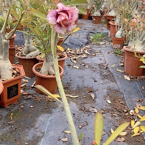 【闪购商品】边*浅绿植