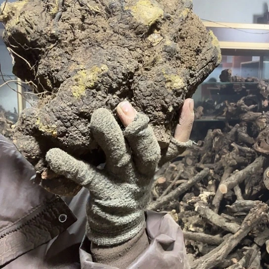 香榧木二**说火琉璃的故事毛料摆件