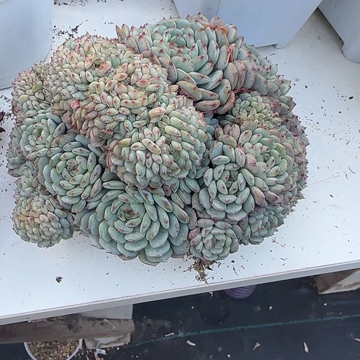 青蛙王子儿童牙膏11