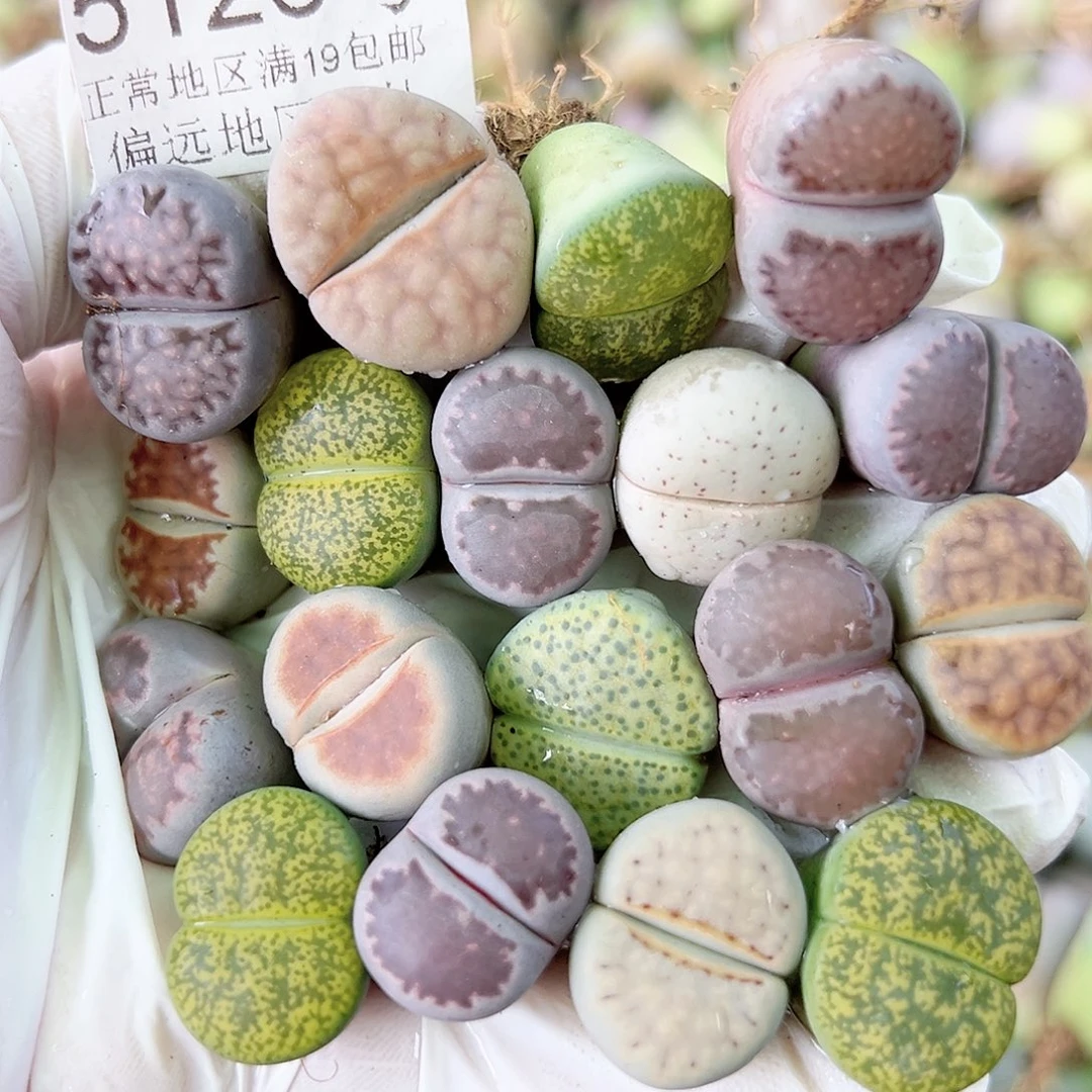 5126 好养易活生石花大母本18个