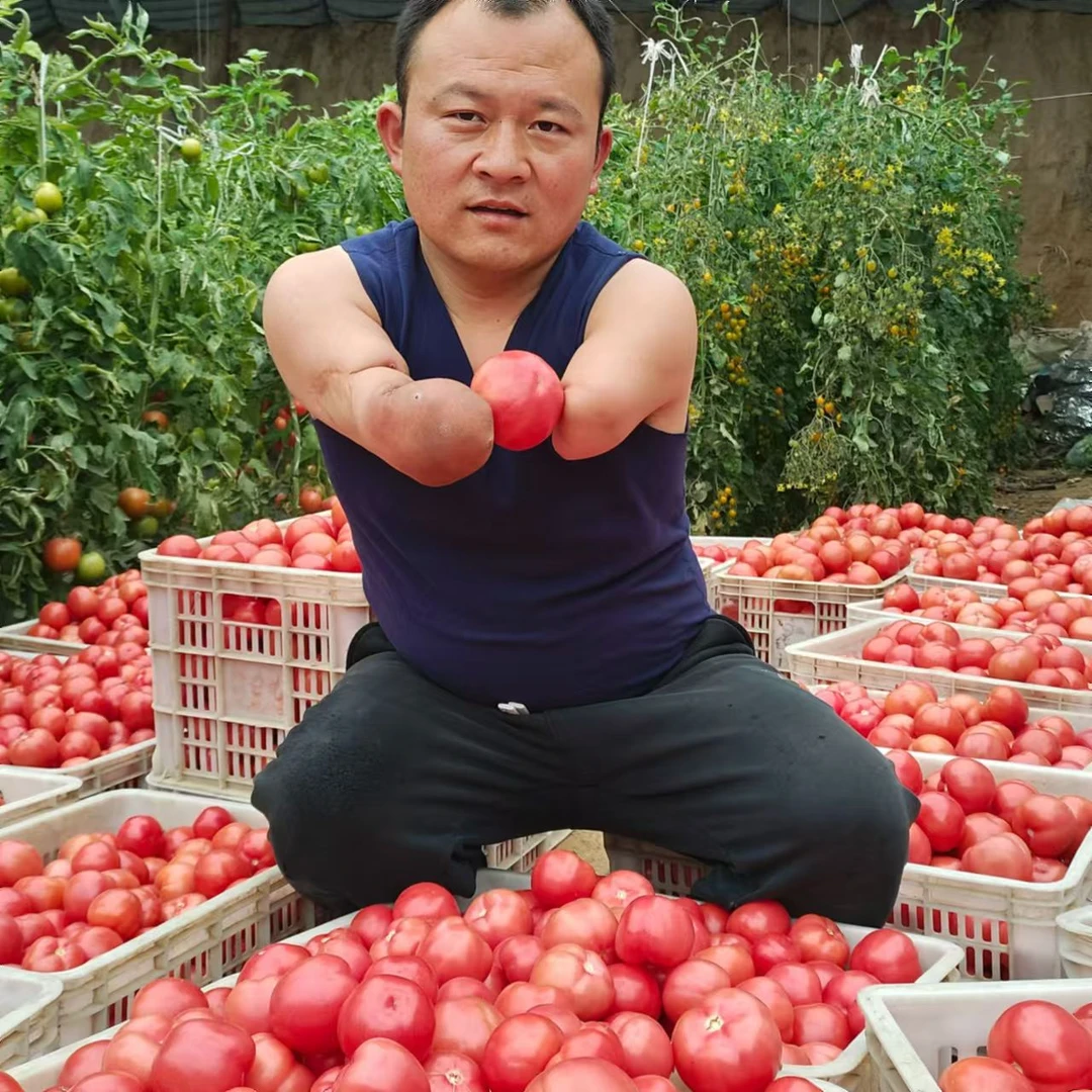 河南沙瓤西红柿现摘5斤装
