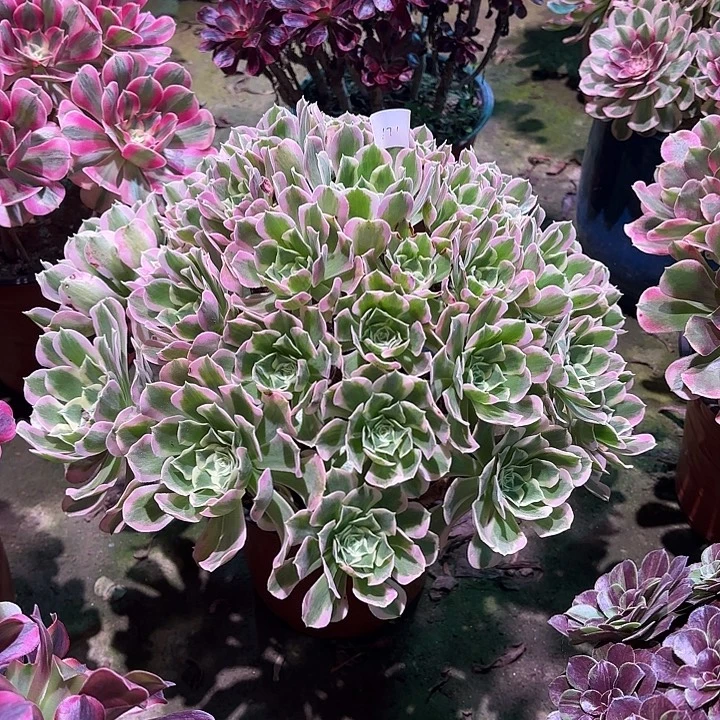 多肉植物白凤00171