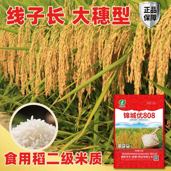 锦城优808霸稻高产国审杂交水稻种子长粒优质稻谷种正品巨穗稻