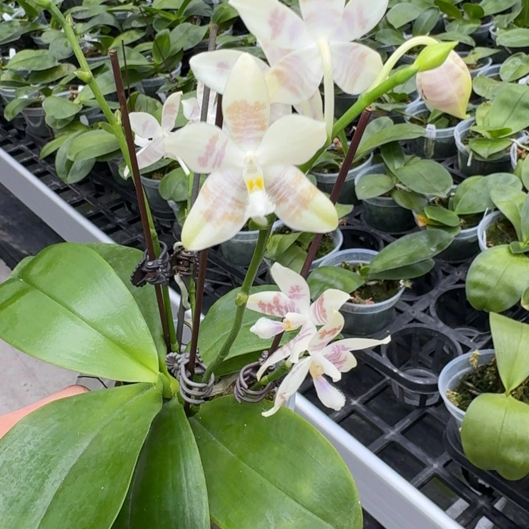 当前无花栽培后可以开花l578 瑕疵三寸 ys1167