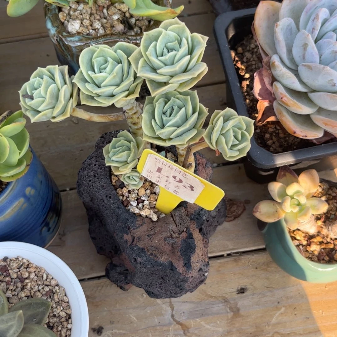 莲***多肉植物保护研究所所长