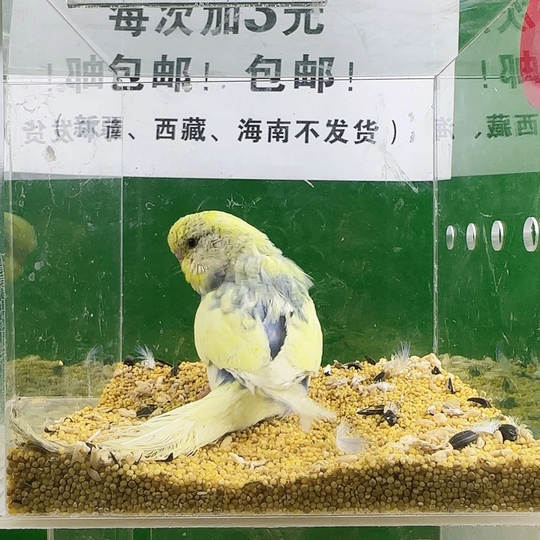 虎皮鹦鹉大头金彩