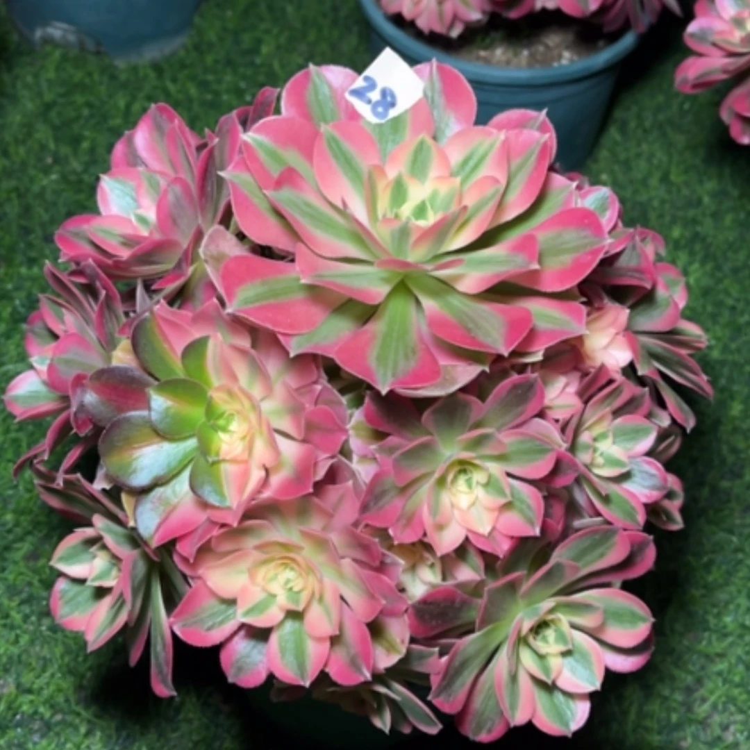 【闪购商品】28粉女巫多肉法师