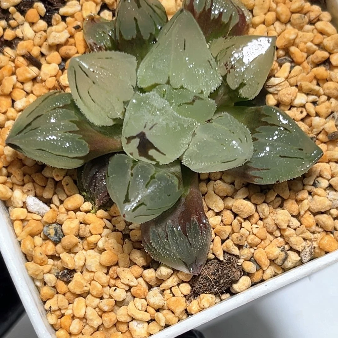 恭喜发财大吉大利1099