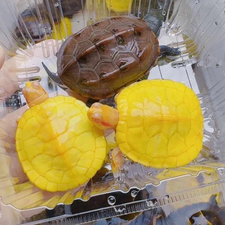 ****恩母宠物龟22222222222