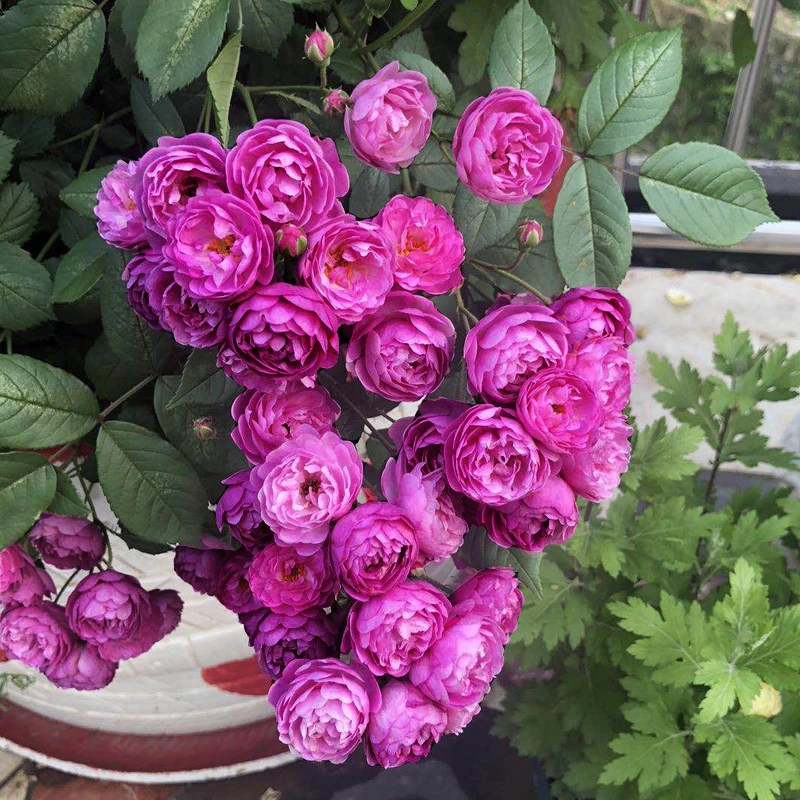 葡萄园之歌 小型藤本爬藤月季丰花蔷薇花苗四季开花浓香花量大