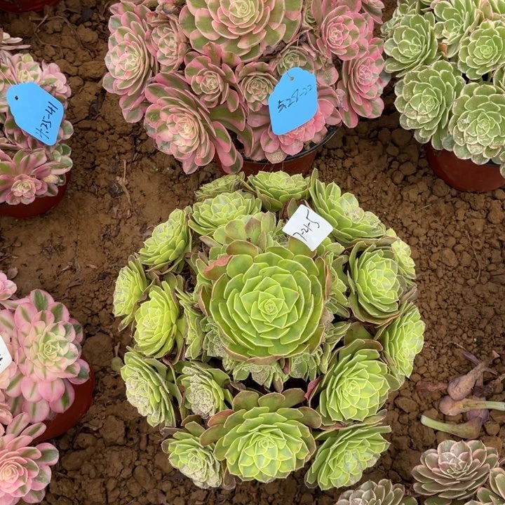 其***生7-21-5雨荷法师锦寄养