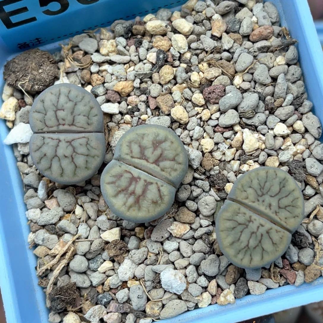 5054线招福三颗。