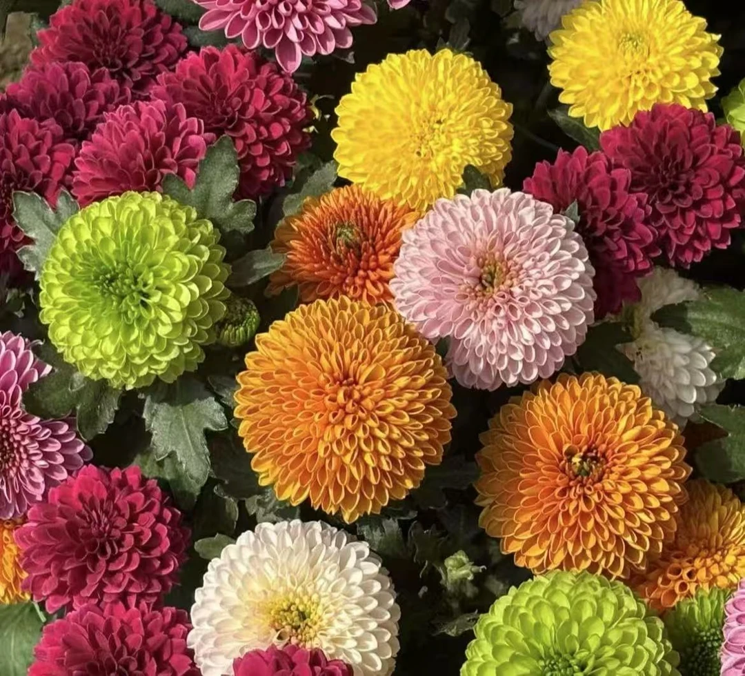 五彩乒乓菊年宵花多年生小白易养护带花苞发货